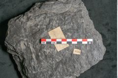 Foto (Detailansicht) von Plantae indet.  (NHMW-GEO-2024-0188-11544)